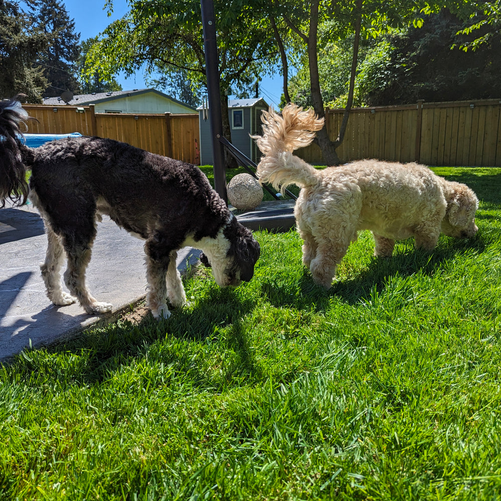 Calm Your Dog: Pet Formula CBD Oil Made Locally near Seattle